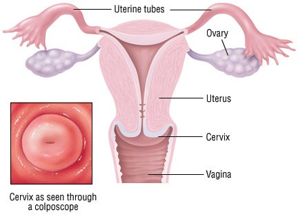 Cervical Polyps Guide: Symptoms Explained