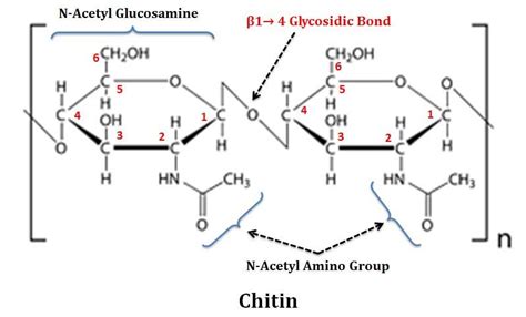 Chitin Structure Easybiologyclass