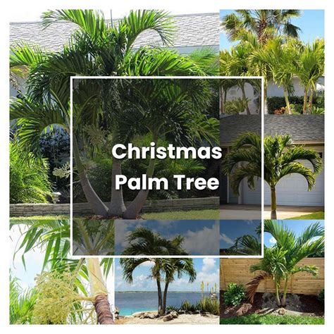 Christmas Palm Care Tips: Thrive Easily