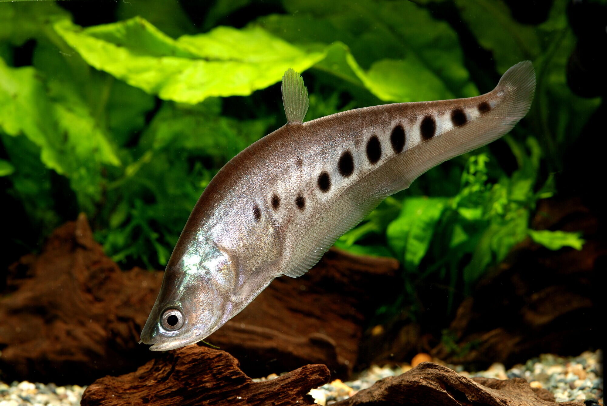 Clown Featherback Fish