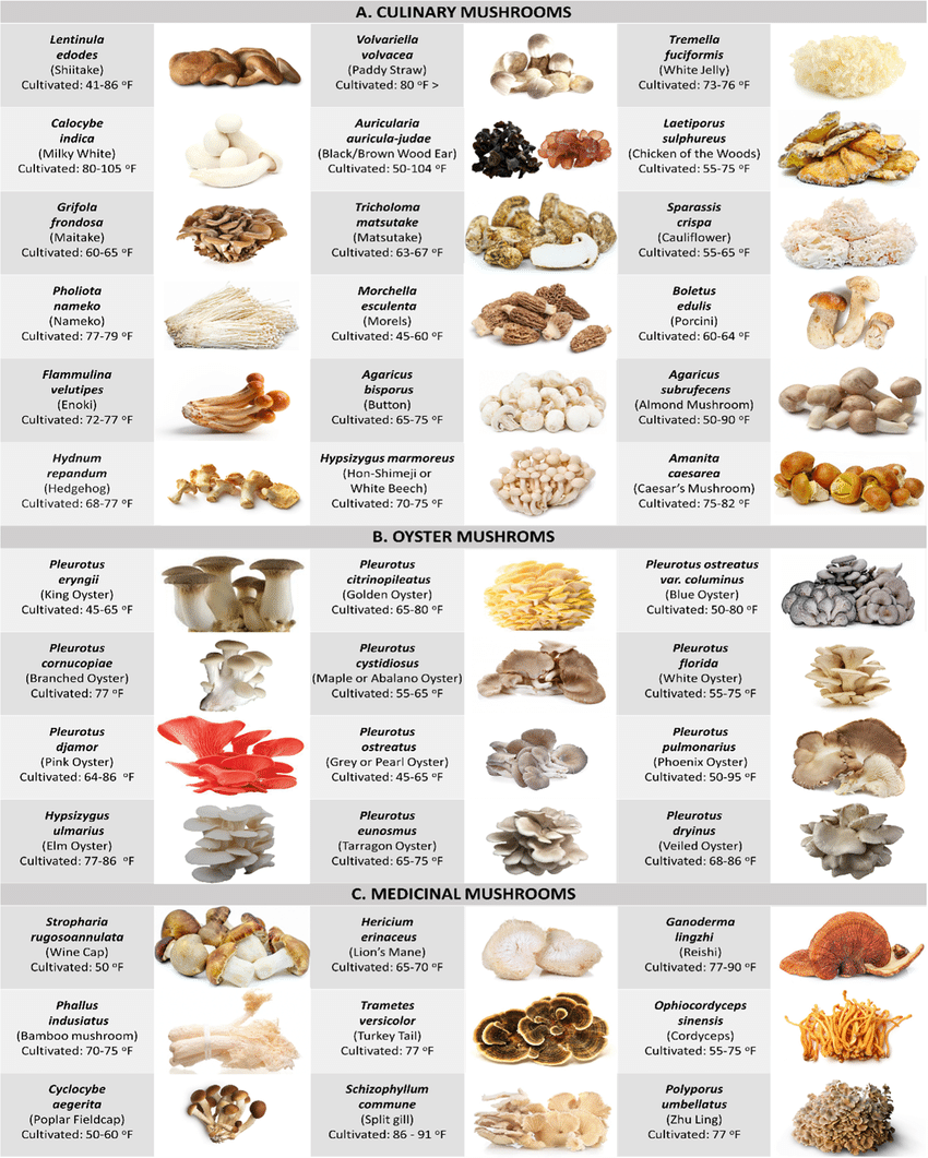 Common Types Of Edible Mushrooms