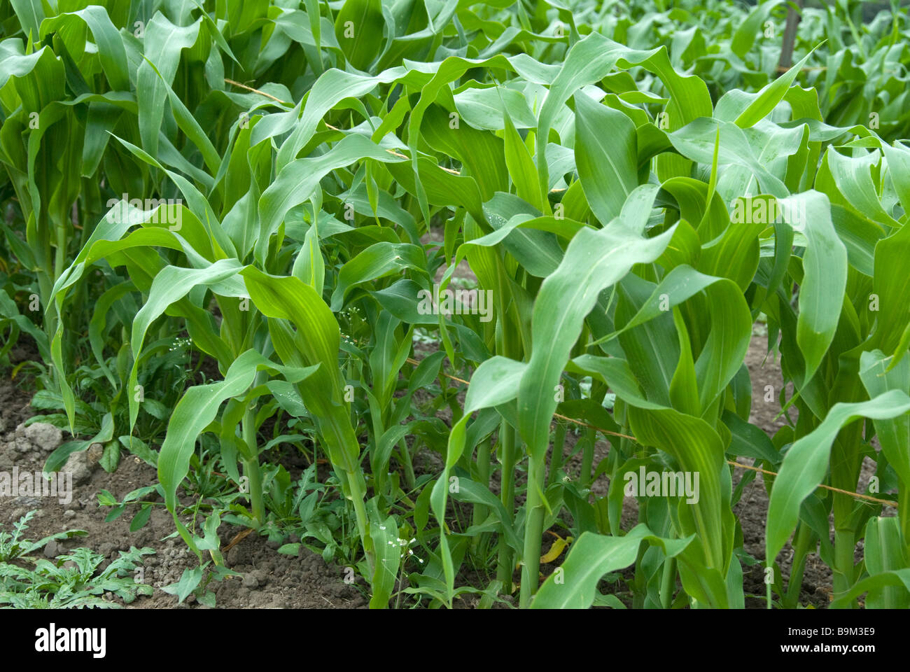 Corn Crop Close Up In The Early Stages Of Growth Showing The Ground