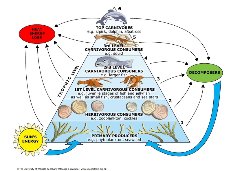 Crayfish Food Chain: Understanding Producers