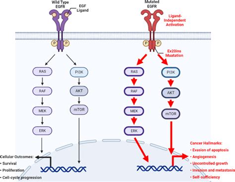 D Cbl A Negative Regulator Of The Egfr Pathway Is Required For