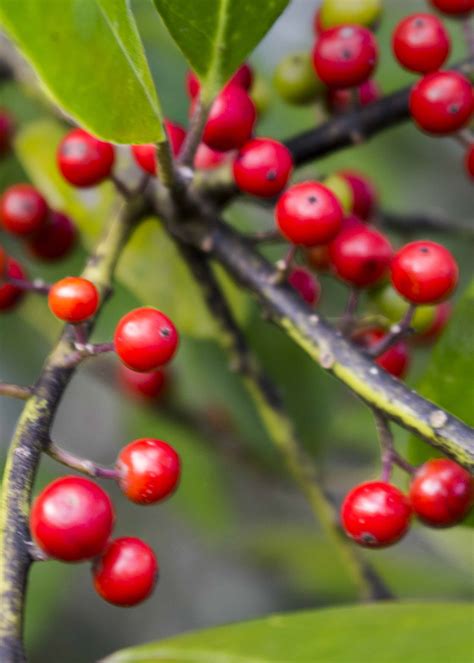 Dahoon Holly Ilex Cassine The Virtual Ucf Arboretum