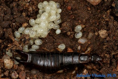 Dermaptera Anisolabididae Euborellia Annulipes Ring Legged Earwig Eggs