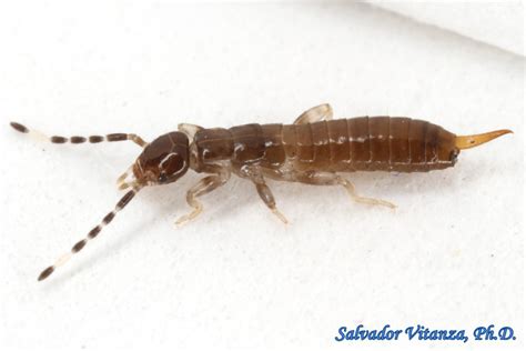 Dermaptera Anisolabididae Euborellia Annulipes Ring Legged Earwig Nymph