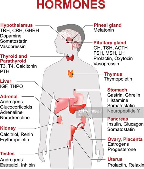 Diagram Of Endocrine System Hormones Endocrine System Diagra