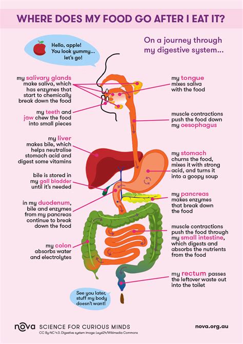 Diagram The Passage Of Food Through The Digestive System Wee