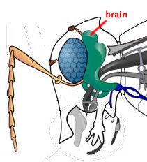 Do Insects Have Brains A Closer Look At Insects And Their Brains