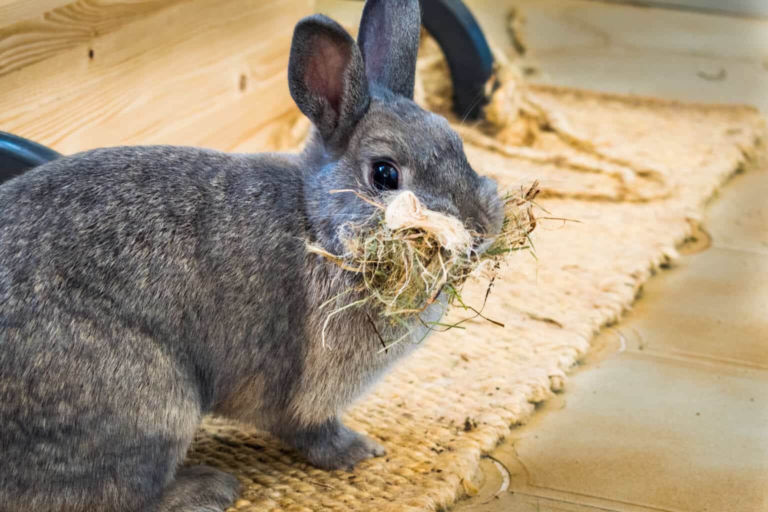 Do Rabbits Eat Meat Every Bunny Welcome