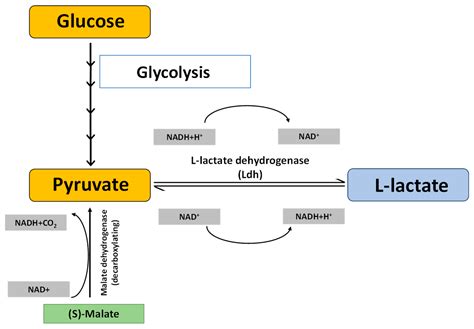 Does Lactate Dehydrogenase Produce Co2