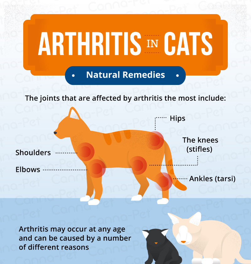 Dog Arthritis Symptoms Amp Natural Remedies Canna Pet