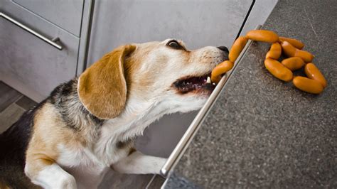 Dogs Eat Sausage Safely