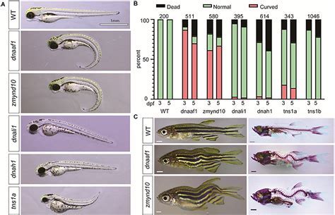 Dorsalized Adult Zebrafish: Enhance Research Outcomes