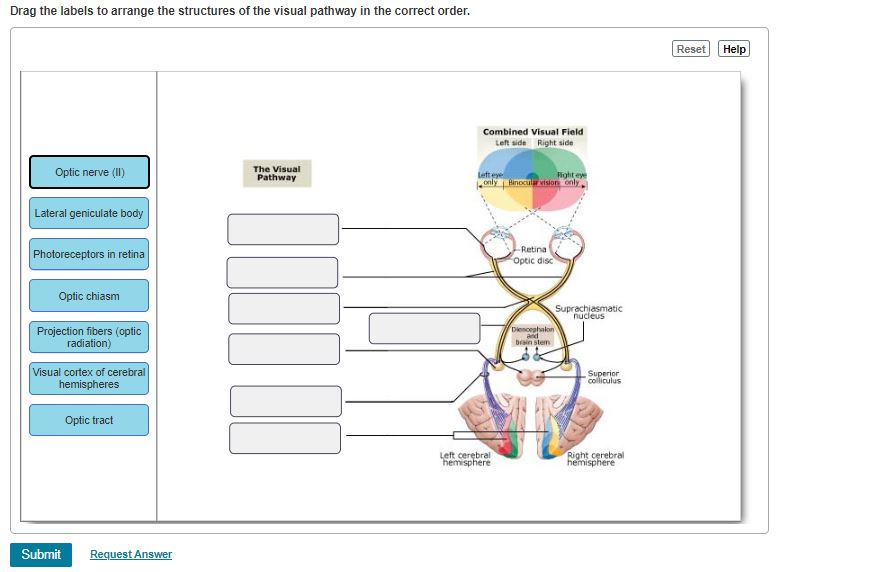 Drag The Labels To Arrange The Structures Of The Visual Pathway In The