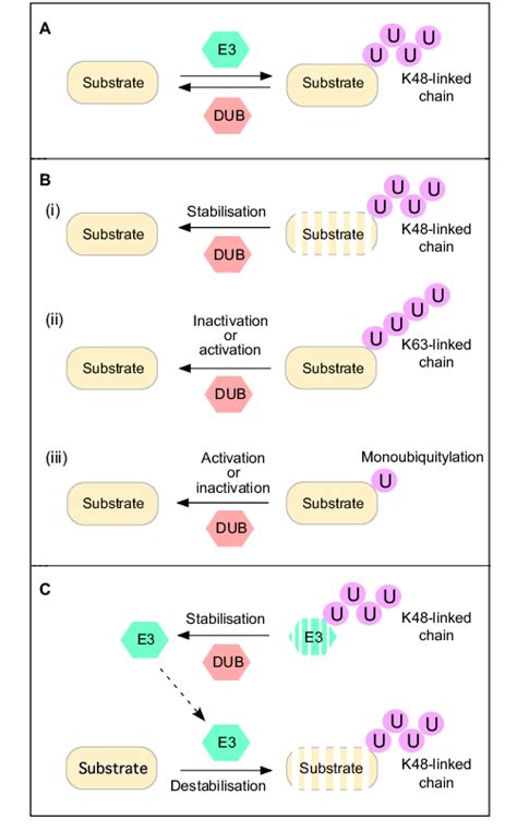 Dubs Regulate The Stability Or Activity Of Proteins A Dubs Oppose