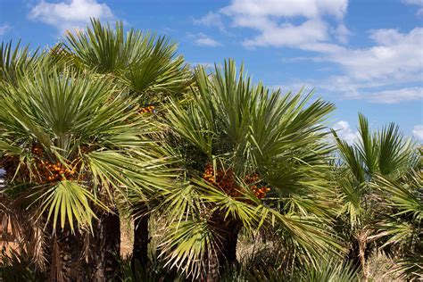 European Fan Palm Tree