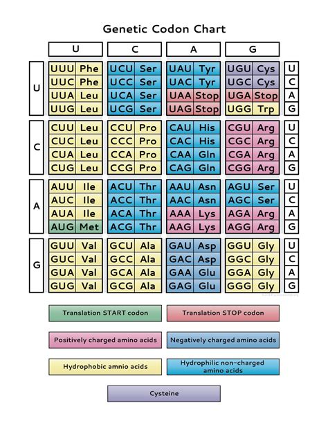 Examine Your Genetic Code Chart Name One Amino Acid Chart Walls