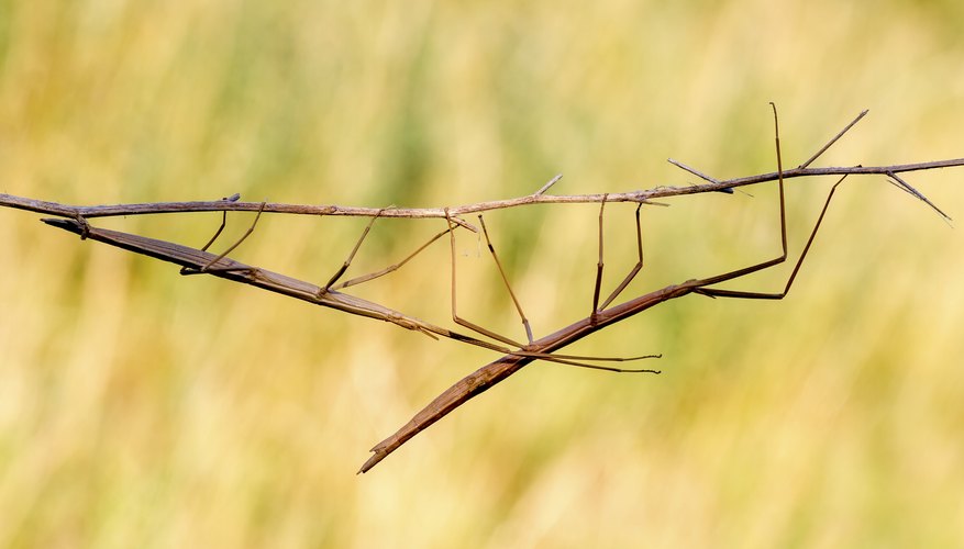 Facts About The Walking Stick Bug Sciencing