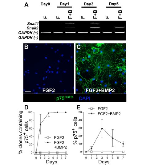 Fgf2 And Bmp2 Induce Adult Rat Svz Stem Cells To Dorsalized Precursors