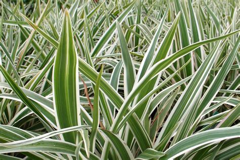 Flax Lily Plant Care: Easy Growth