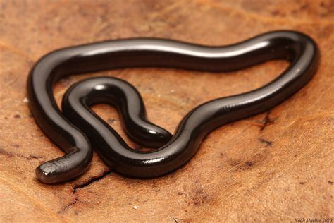 Florida Blind Snake