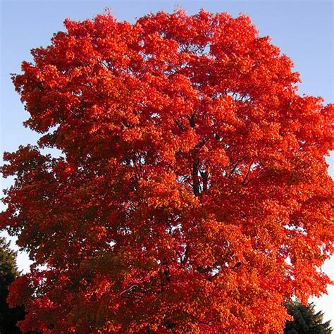 Florida Red Maple Tree