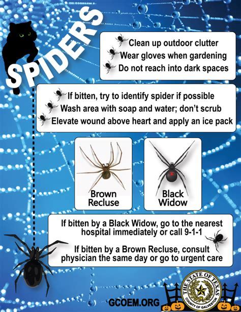 Florida Spiders: Safe Removal Tips