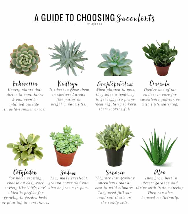 Florida Succulents Guide: Thrive Easily