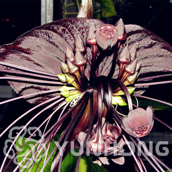 Free Shipping 10Pcs Rare Black Bat Flower Tacca Chantrieri Cat S