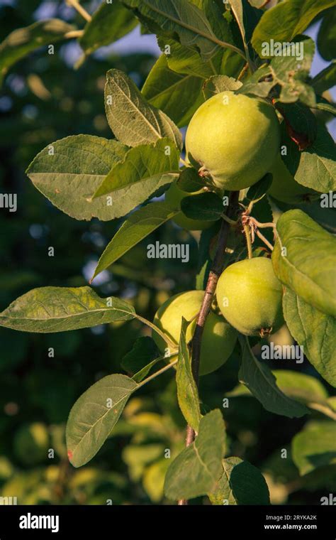 Fruits Of Immature Apples On The Branch Of Tree Stock Photo Image Of