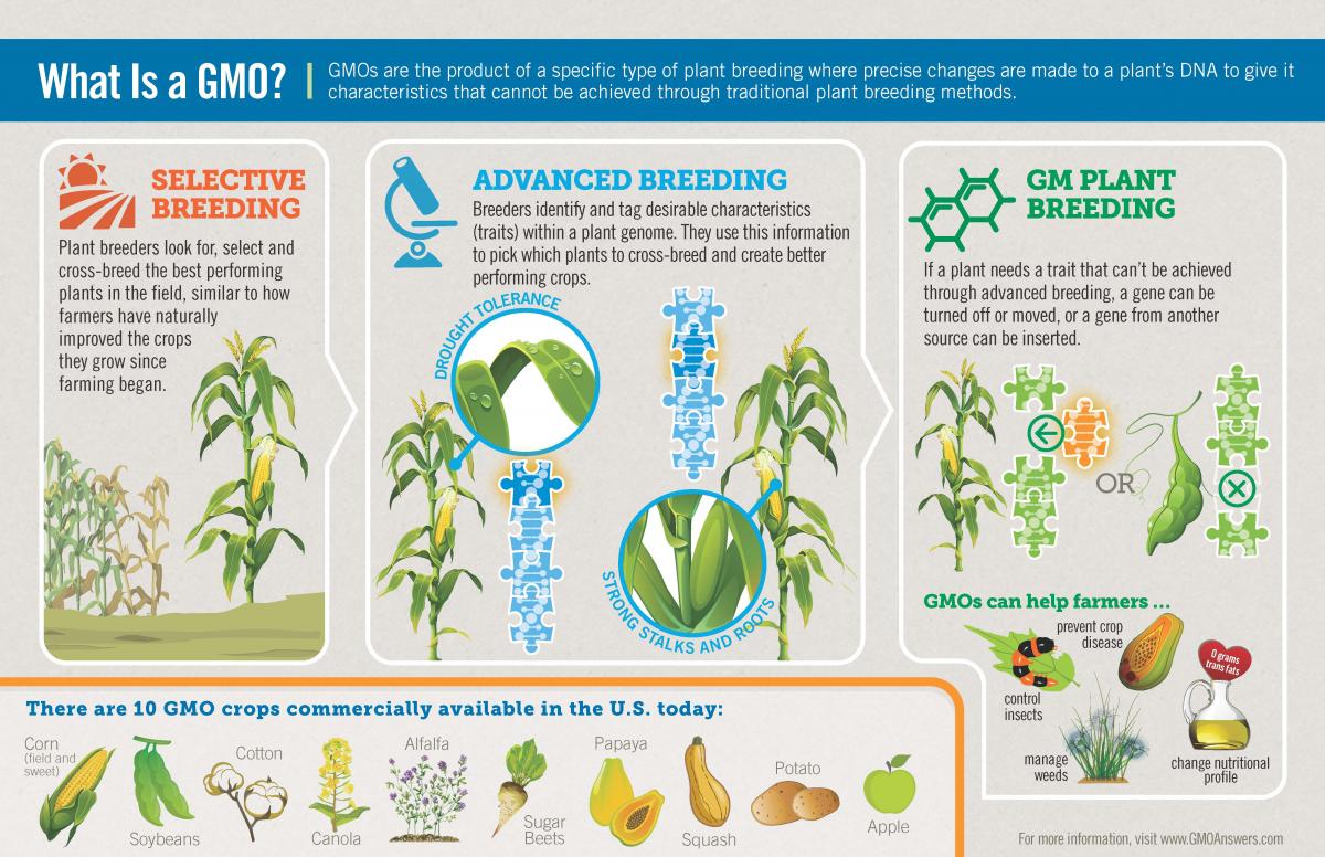 Gmo Products Drawing Basics