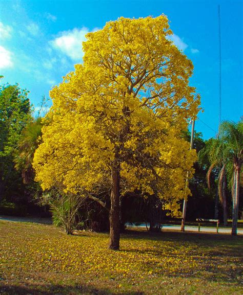 Gold Trumpet Tree Springtime