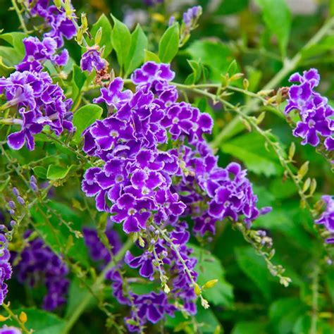 Golden Dewdrops Duranta Erecta