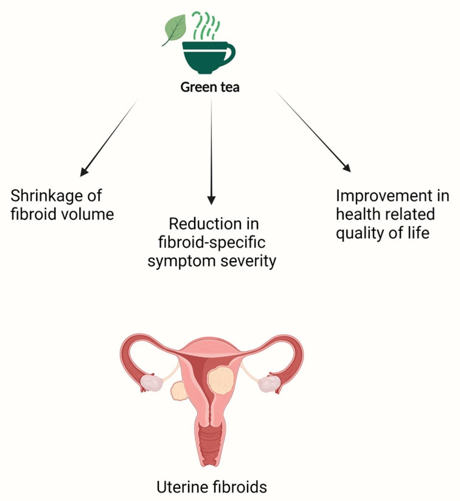 Green Tea Holds Potential As Treatment For Uterine Fibroids Pcos And