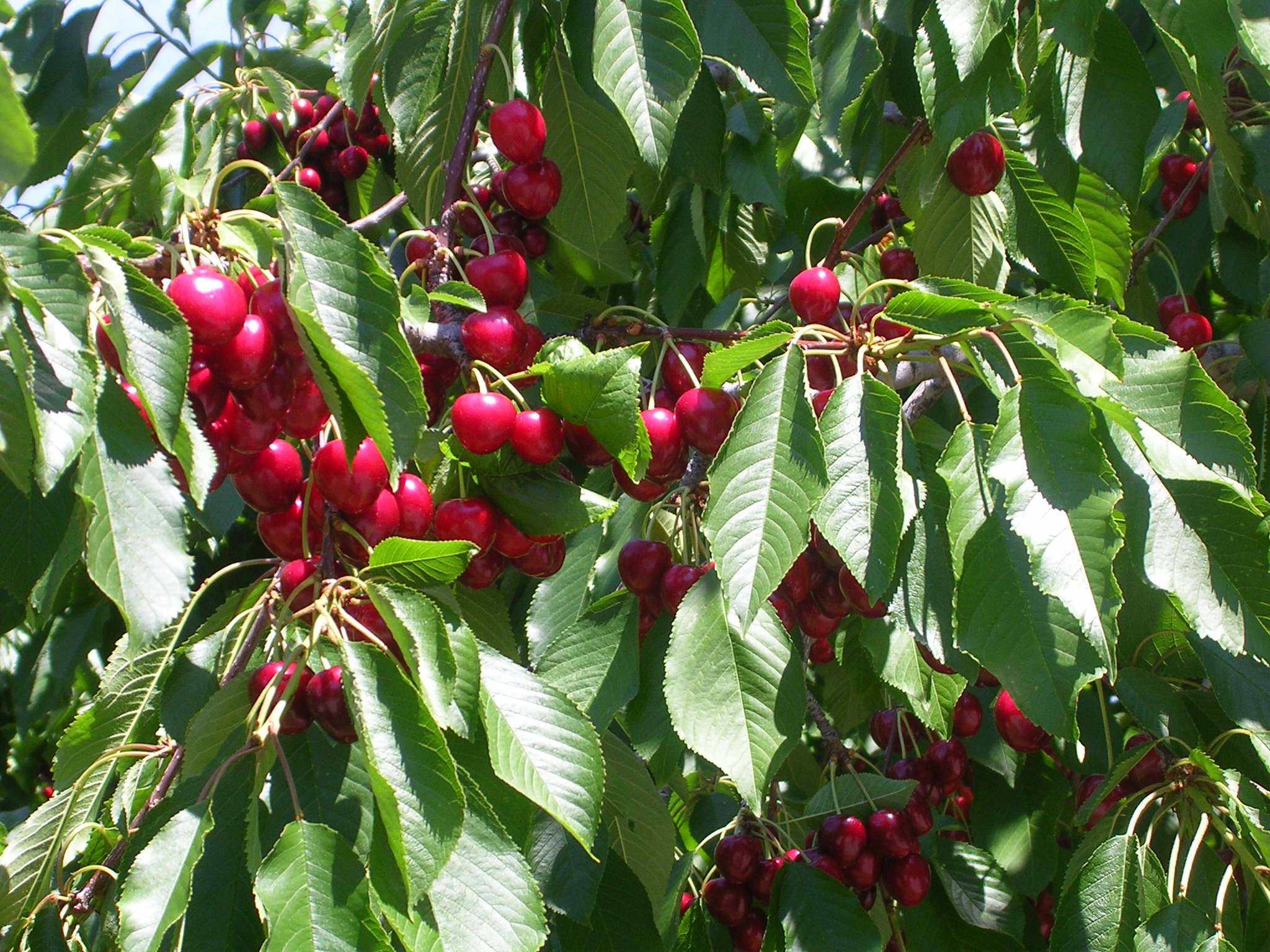 Growing Cherries In Florida And Growing Almonds In Florida The Survival Gardener