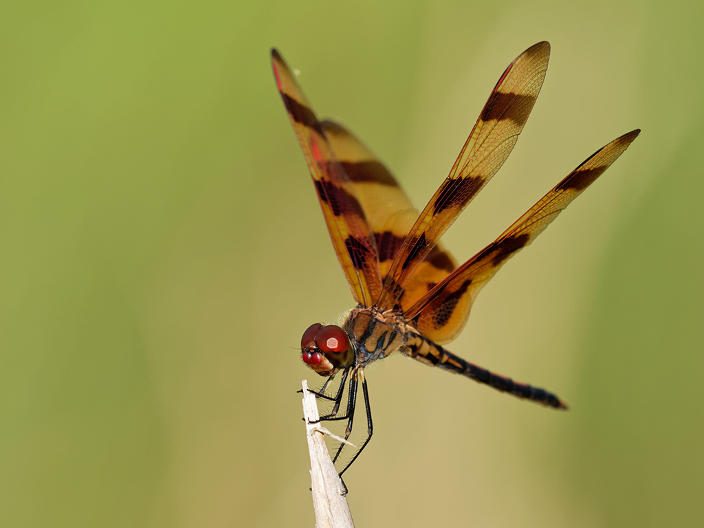 Halloween Pennant Dragonfly