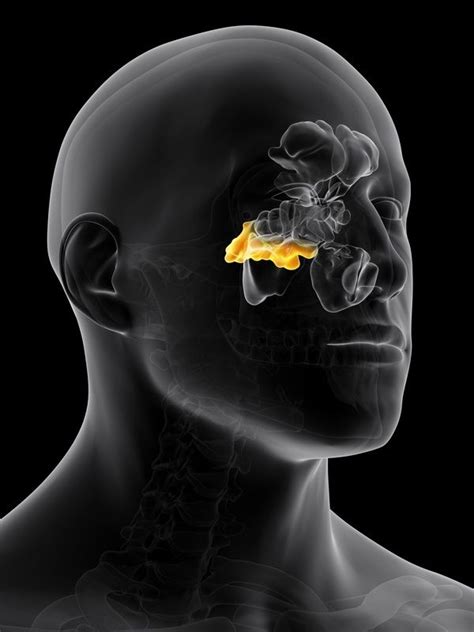 Heal Sphenoid Sinus Infection With 10 Tips Today The Bomb Yearbook