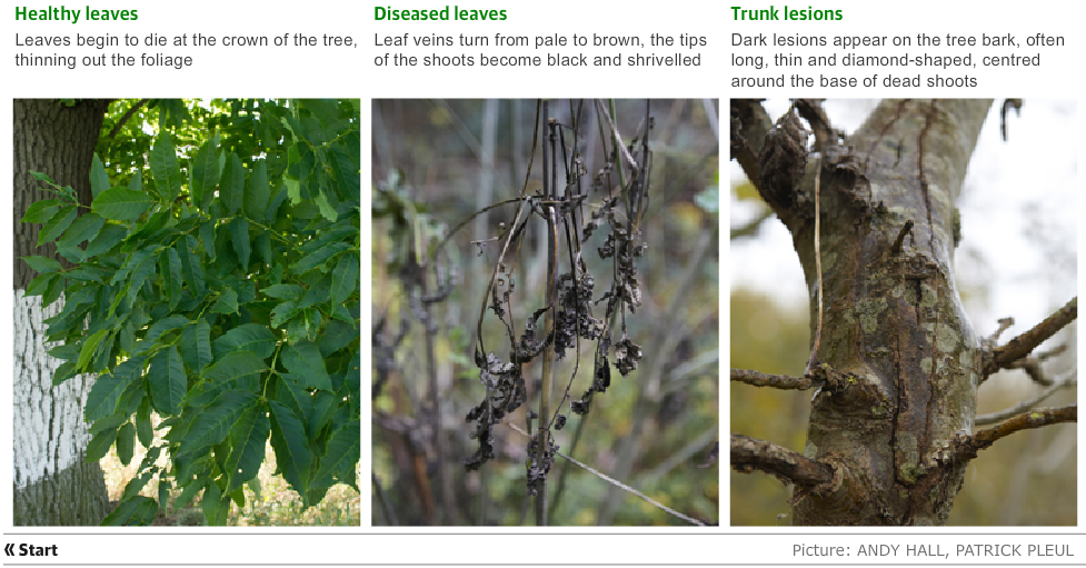 Help Identify Ash Tree Dieback Disease Wr 4 Wildlife