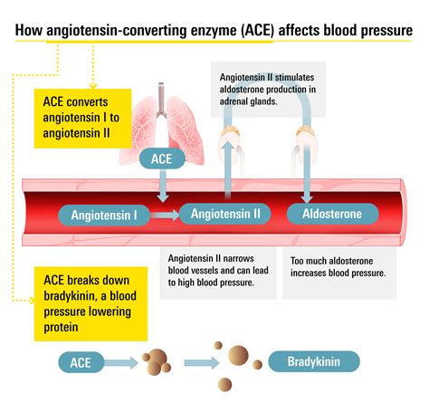 How Do Ace Inhibitors Work? Benefits Inside