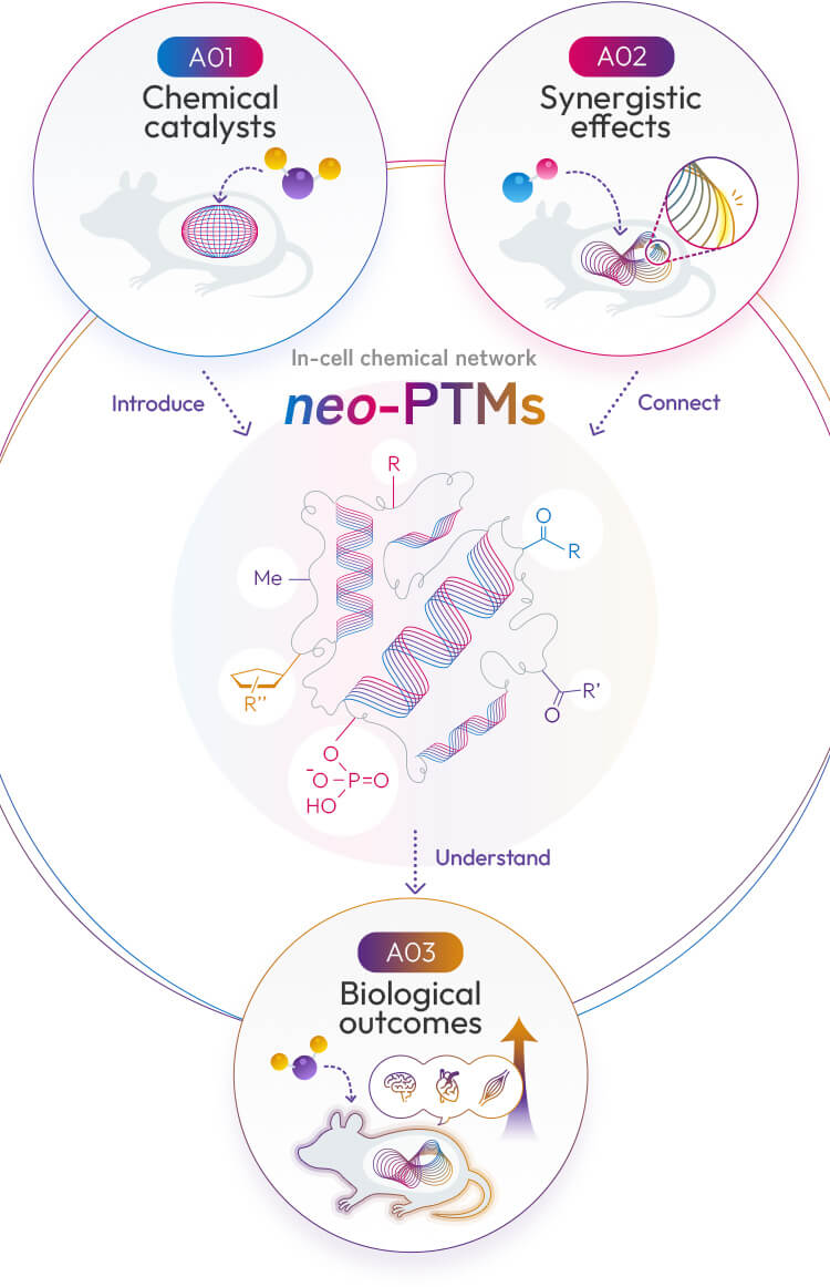 How Does Ptm Impact Protein Function? Expert Insights