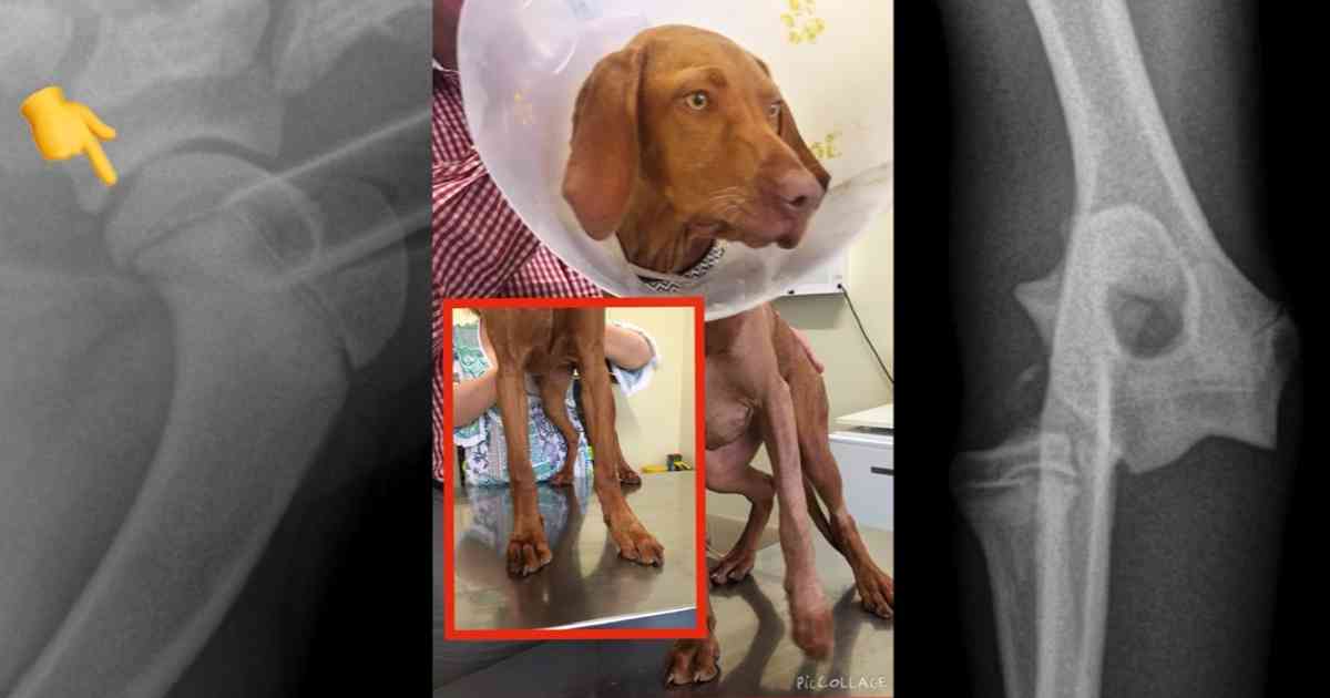 How Long Should A Dog Limp After Acl Surgery