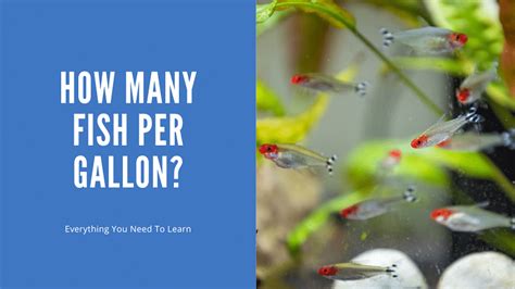 How Many Fish Per Gallon A Complete Answer Aquariumstoredepot