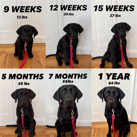 How Much Should A One Year Old Black Lab Weigh At Vickie Cunningham Blog