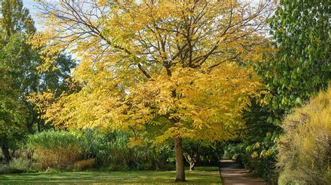 How To Care Kentucky Coffee Tree? Tips Inside