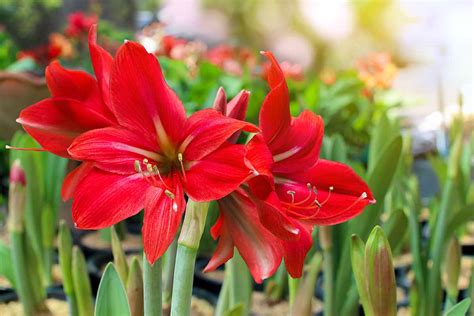 How To Grow And Care For Amaryllis Hippeastrum Gardener S Path