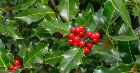 How To Grow And Care For Holly Gardener S Path