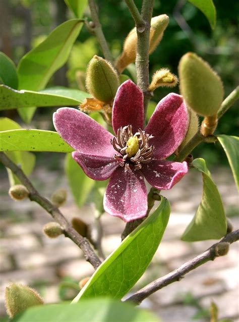 How To Grow Banana Shrub Magnolia?