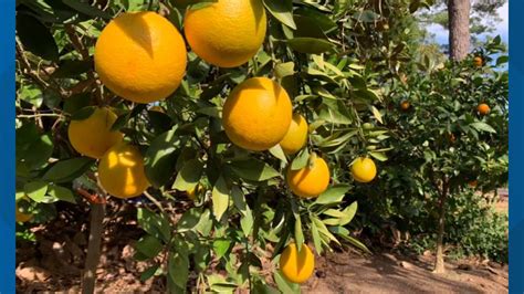 How To Grow Citrus Outdoors In South Carolina Wltx Com